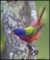 _6SB2776 painted bunting